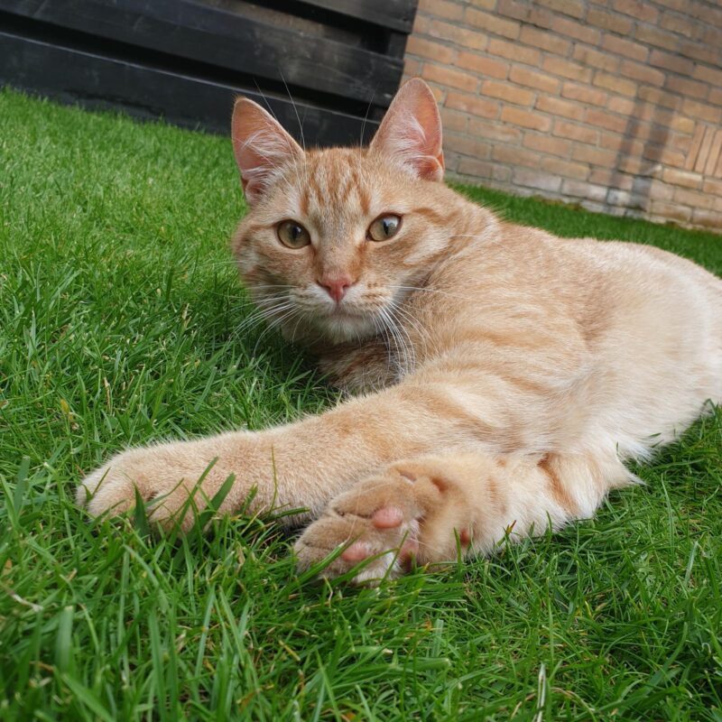 Teun